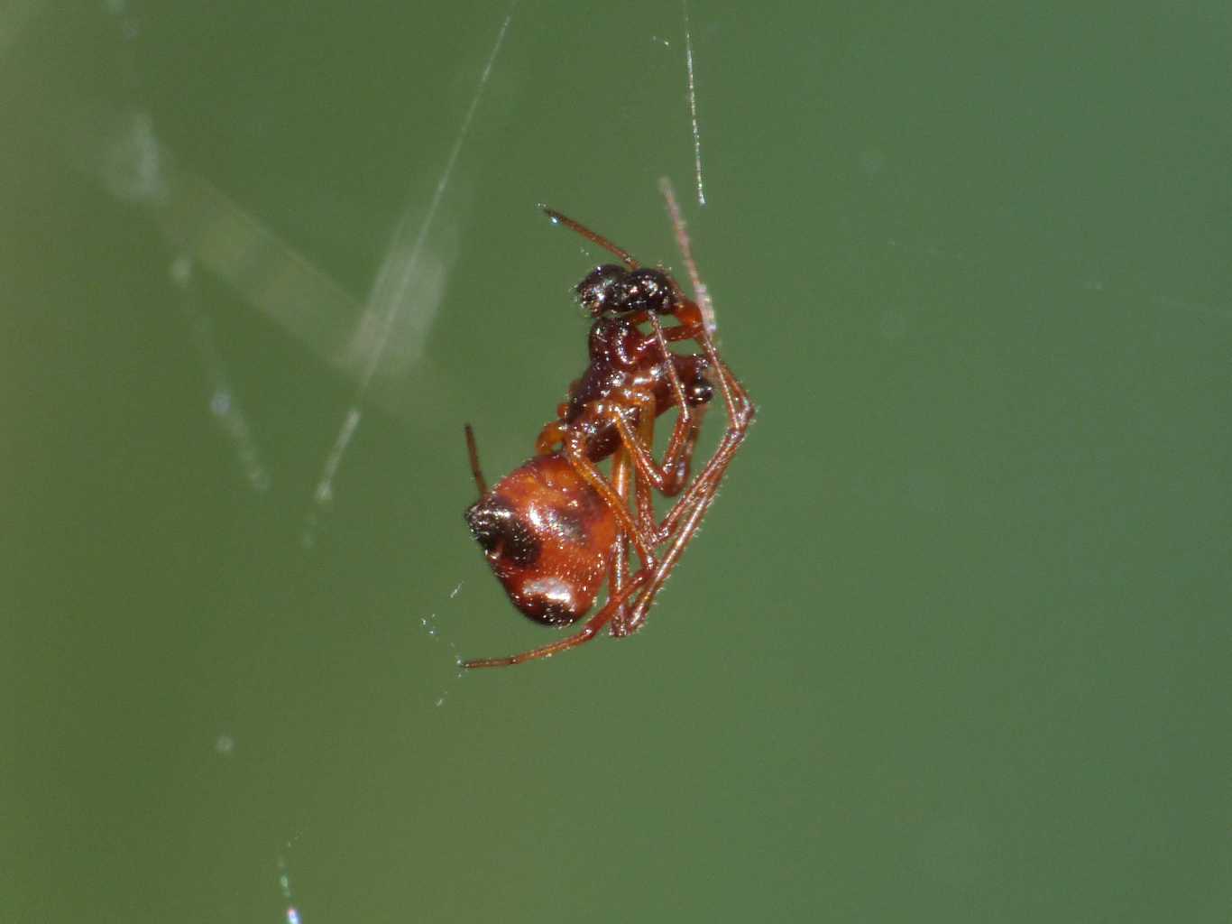 L''assaggio dell''Argyrodes (con filmati)